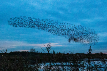 Starling Murmuration Returns